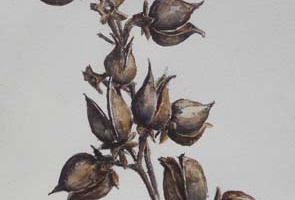 anna pauwlona boom (vrucht)