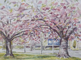 Prunus Japonica / Japanse Sierkers